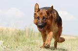 BERGER ALLEMAND 780
